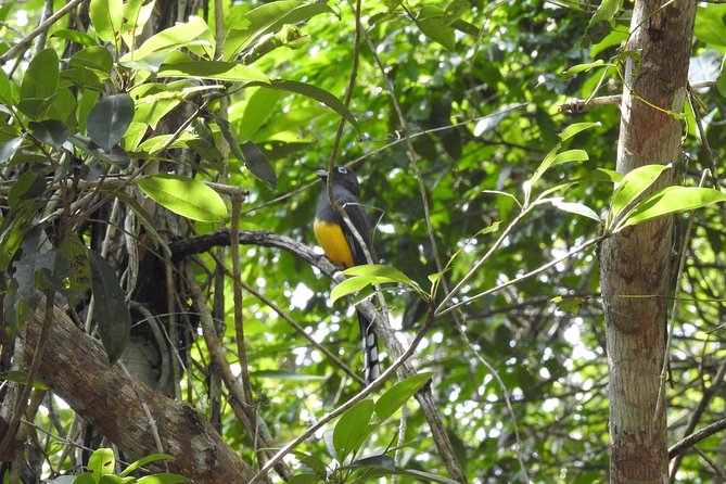 Birdwatching Playa del Carmen - What you might see, and how sightings work