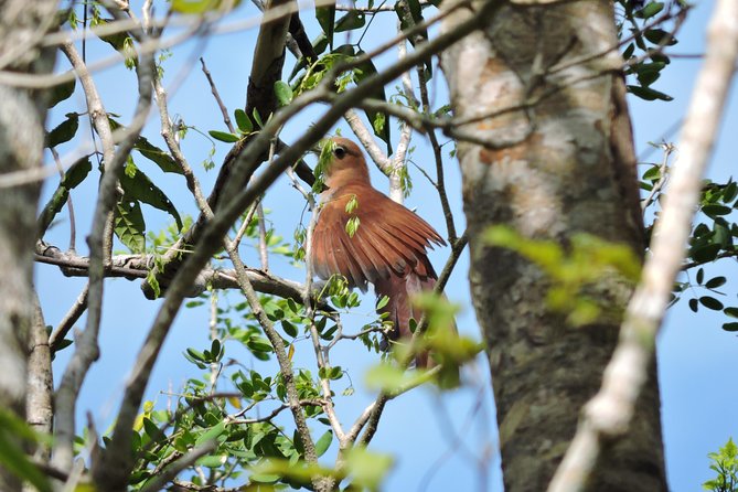Birdwatching Playa del Carmen - A useful outing for beginners and serious birders