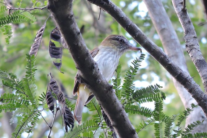 Birdwatching Playa del Carmen - Transport, food, and group size