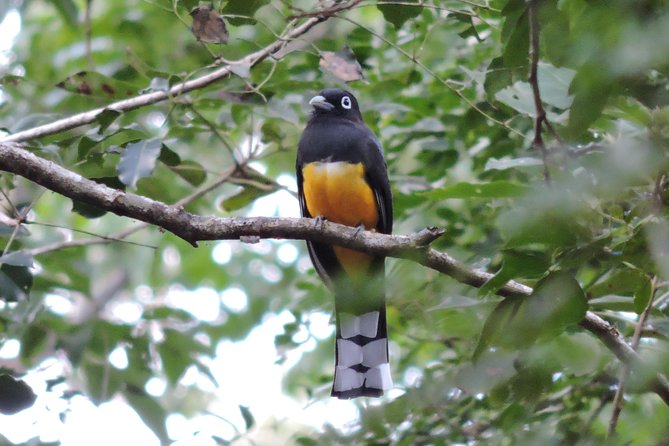 Birdwatching Playa del Carmen - What to wear and carry