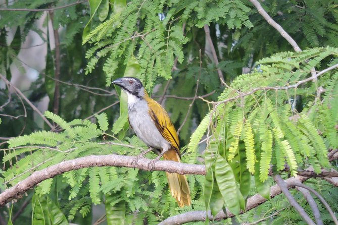Birdwatching Playa del Carmen - The best time of year for birding