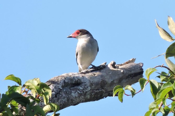Birdwatching Playa del Carmen - Walking the Ruta de los Cenotes surroundings
