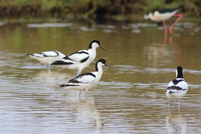 Birdwatching Private Tour at Fascinating Salgados Lagoon - Why Salgados Lagoon Is a Smart Birdwatching Choice