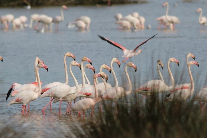 Birdwatching Private Tour at Fascinating Salgados Lagoon - What You See During the Two-Hour Walk