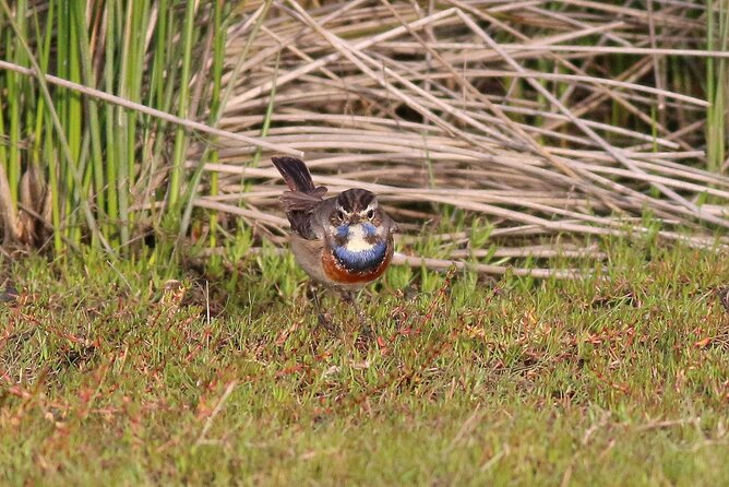 Birdwatching Private Tour at Fascinating Salgados Lagoon - A Private Tour Changes the Pace