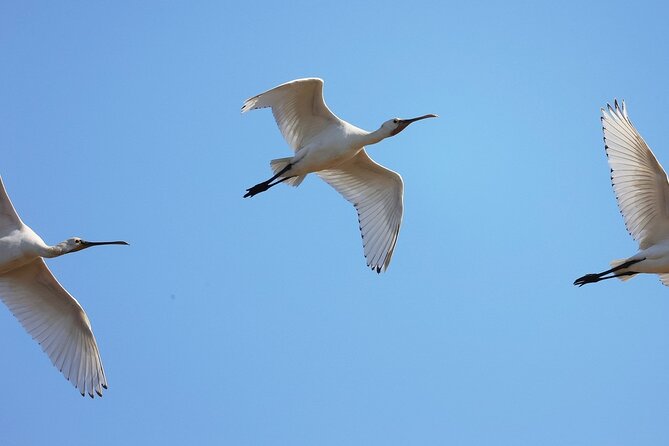 Birdwatching Private Tour at Fascinating Salgados Lagoon - What Makes the Bird List Special
