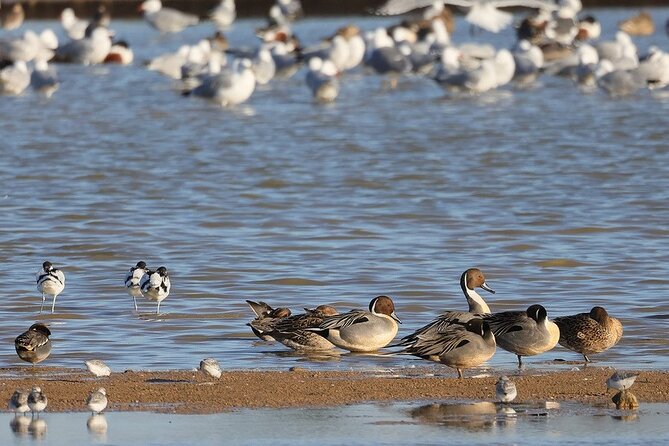 Birdwatching Private Tour at Fascinating Salgados Lagoon - Is Two Hours Long Enough?