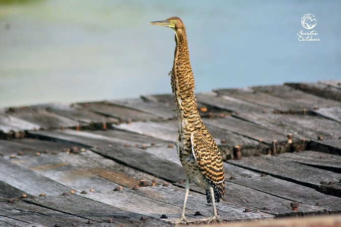 Birdwatching Sian Ka'an Biosphere Reserve - Fernando and the value of a local guide