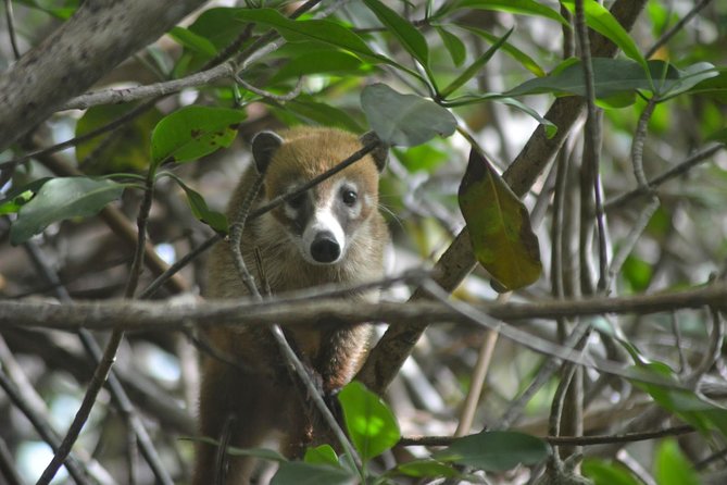 Birdwatching Sian Ka'an Biosphere Reserve - Breakfast, snacks, and the useful food stop
