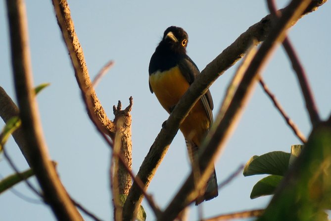 Birdwatching Sian Ka'an Biosphere Reserve - Seasonal birds and what the numbers mean
