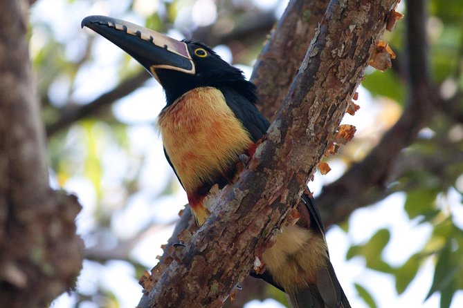 Birdwatching Sian Ka'an Biosphere Reserve - Price and what the $165 covers