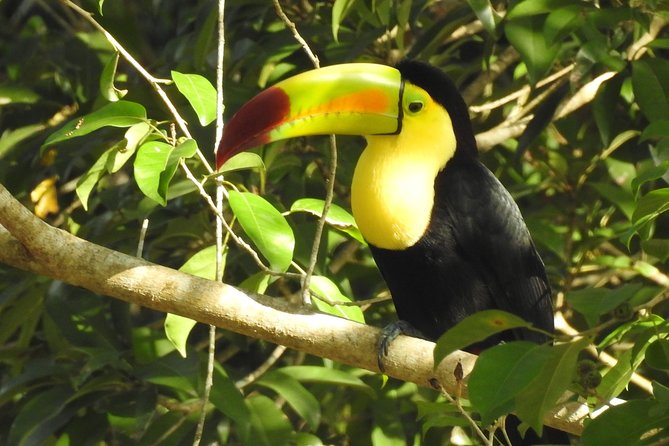 Birdwatching Sian Ka'an Biosphere Reserve - An early morning built around bird activity