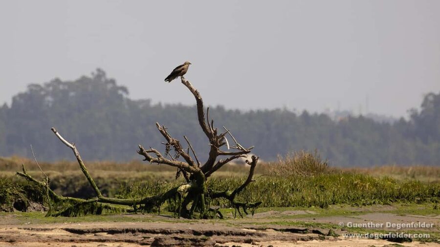 Birdwatching Solar Boat Tour Aveiro Lagon - Key points to know before you go