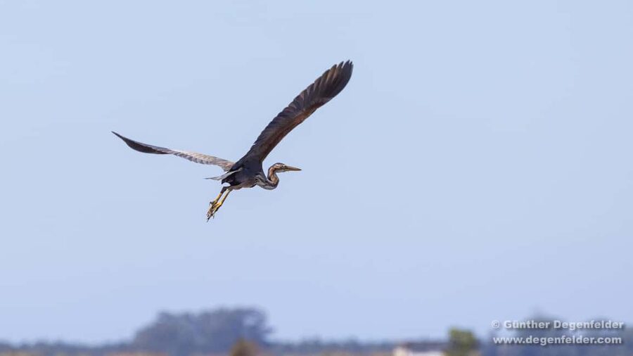 Birdwatching Solar Boat Tour Aveiro Lagon - A quiet way to meet Aveiro Lagoon