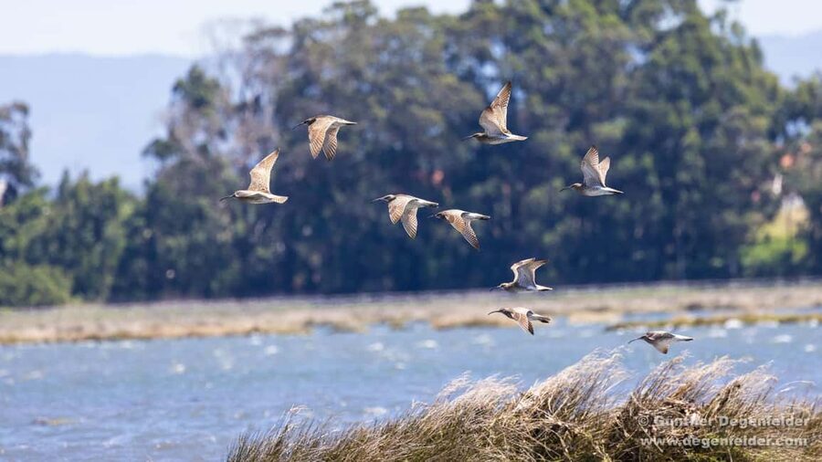 Birdwatching Solar Boat Tour Aveiro Lagon - Birdwatching depends on tide and season