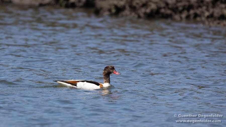 Birdwatching Solar Boat Tour Aveiro Lagon - Salt production gives the tour its local character