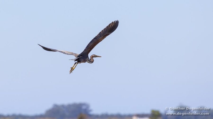 Birdwatching Solar Boat Tour Aveiro Lagon - What the price of $50 really buys you