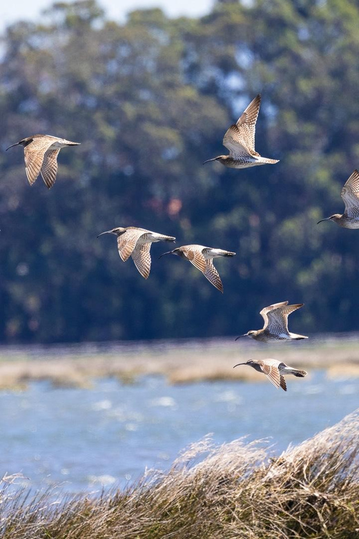 Birdwatching Solar Boat Tour Aveiro Lagon - Who will enjoy this boat trip most
