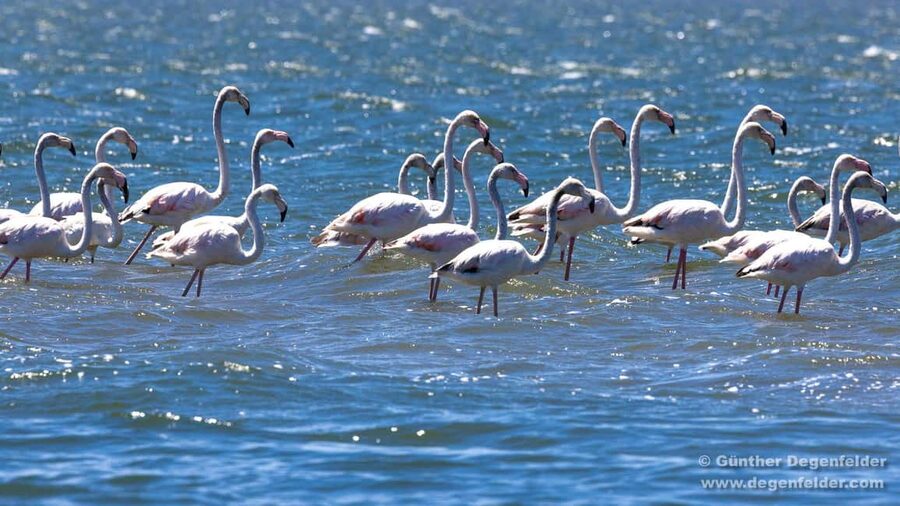 Birdwatching Solar Boat Tour Aveiro Lagon - From Cais do Sal to the salt marshes