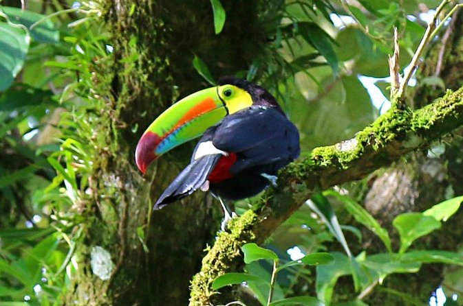 Birdwatching Tour at Mistico Park - Why 6:00 am is the right time for Mistico