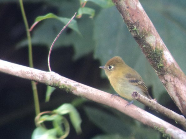 Birdwatching Tour at Mistico Park - How rain changes the experience