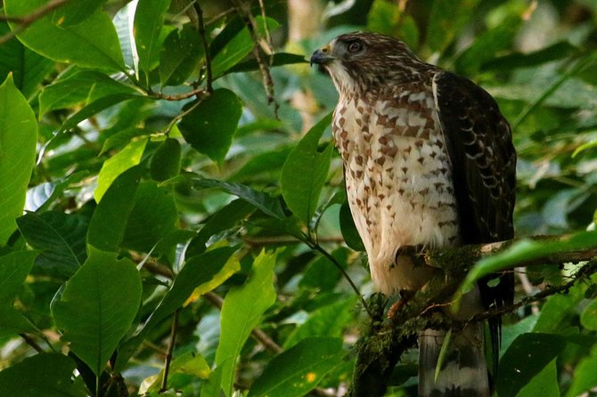 Birdwatching Tour at Mistico Park - Meeting point, timing, and group size