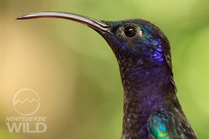 Birdwatching tour at the Cloud Forest -Monteverde Wild- - Quetzals, toucans, and hummingbirds