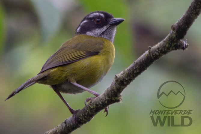 Birdwatching tour at the Cloud Forest -Monteverde Wild- - What the $80 price really covers