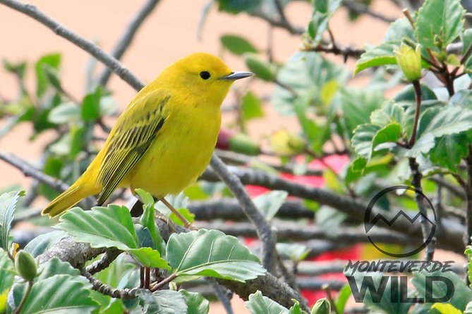 Birdwatching tour at the Cloud Forest -Monteverde Wild- - Rain, comfort, and the nature of birdwatching