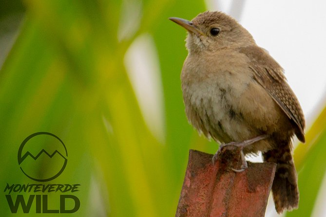 Birdwatching tour at the Cloud Forest -Monteverde Wild- - Breakfast at a local bakery