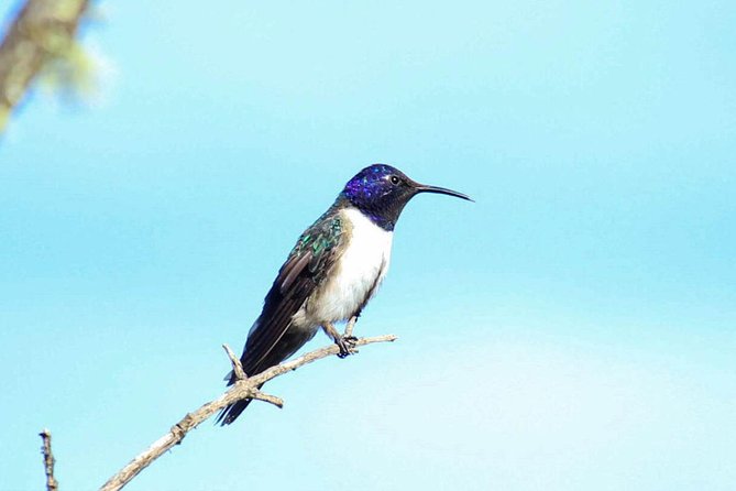 Birdwatching Tour in Cajas National Park from Cuenca - Why Cajas is such a good birding base