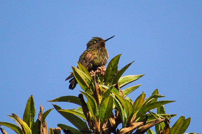 Birdwatching Tour in Cajas National Park from Cuenca - Lunch, then a gentler habitat in Llaviuco Valley