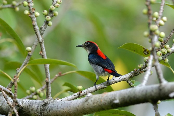Birdwatching Tour in Langkawi - What this Langkawi birdwatching tour is really like