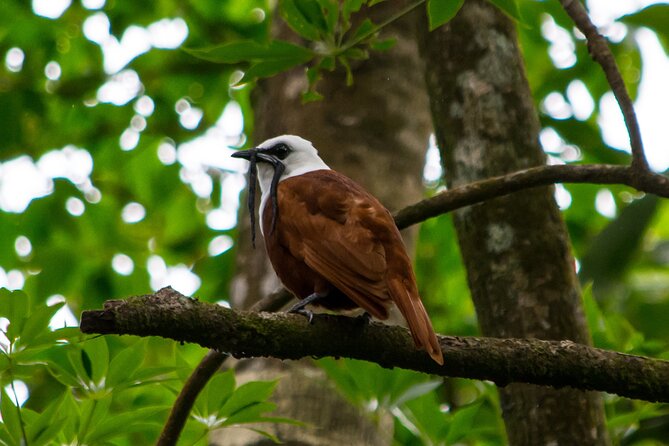 Birdwatching Tour: unlock the wonder, whether beginner or advanced - A birdwatching walk built around finding what you would miss