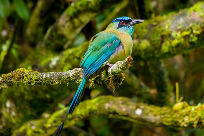 Birdwatching Tour: unlock the wonder, whether beginner or advanced - Three Monteverde settings, three different ways to see the forest