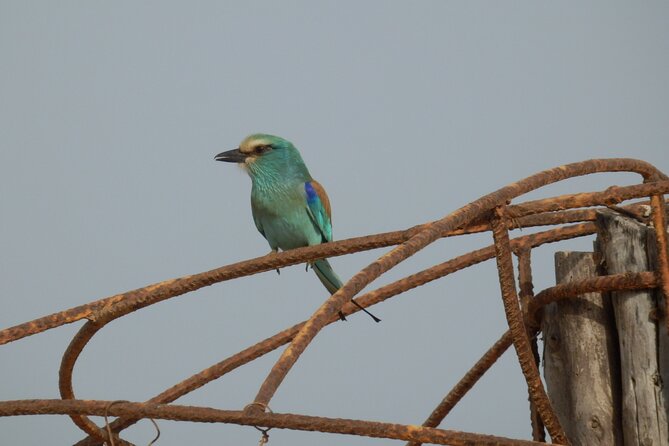 Birdwatching tours - What Pablo adds to the morning
