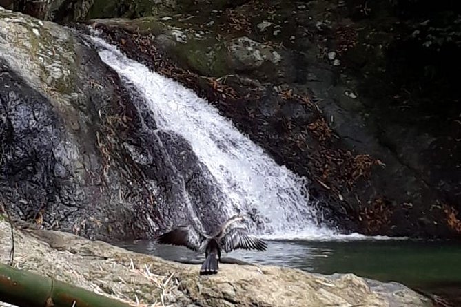 Birdwatching, Waterfall, Rainforest and Island Nature Tours - Entering Tobago’s Main Ridge Rainforest