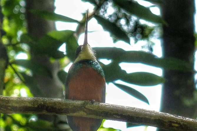 Birdwatching, Waterfall, Rainforest and Island Nature Tours - Argyle Waterfalls and the extra $10