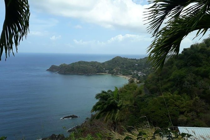 Birdwatching, Waterfall, Rainforest and Island Nature Tours - Birdwatching with ears as well as eyes