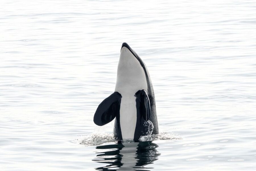 Bleik: Whale Watching by Speedboat with Puffins and Muffins - Why Bleik Canyon makes this tour different