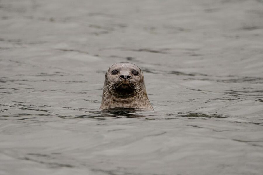 Bleik: Whale Watching by Speedboat with Puffins and Muffins - Searching Bleik Canyon for whales