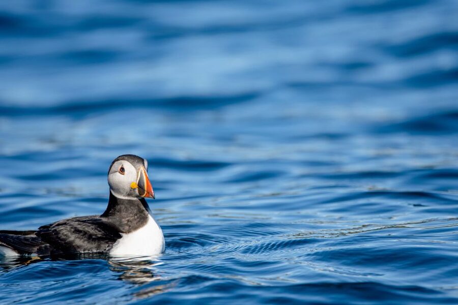 Bleik: Whale Watching by Speedboat with Puffins and Muffins - The 10 AM and 9 PM departures