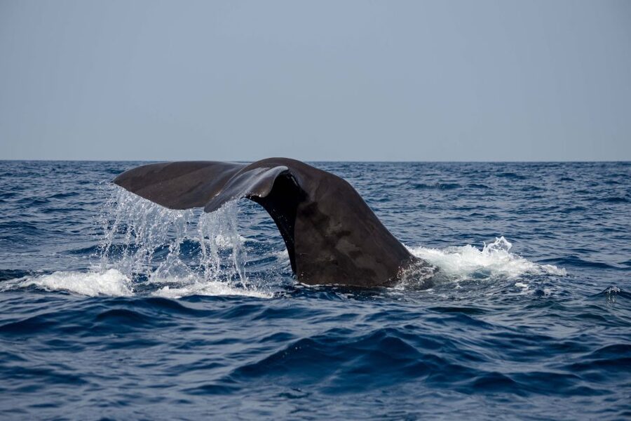 Bleik: Whale Watching by Speedboat with Puffins and Muffins - Warm suits, safety, and comfort on open water
