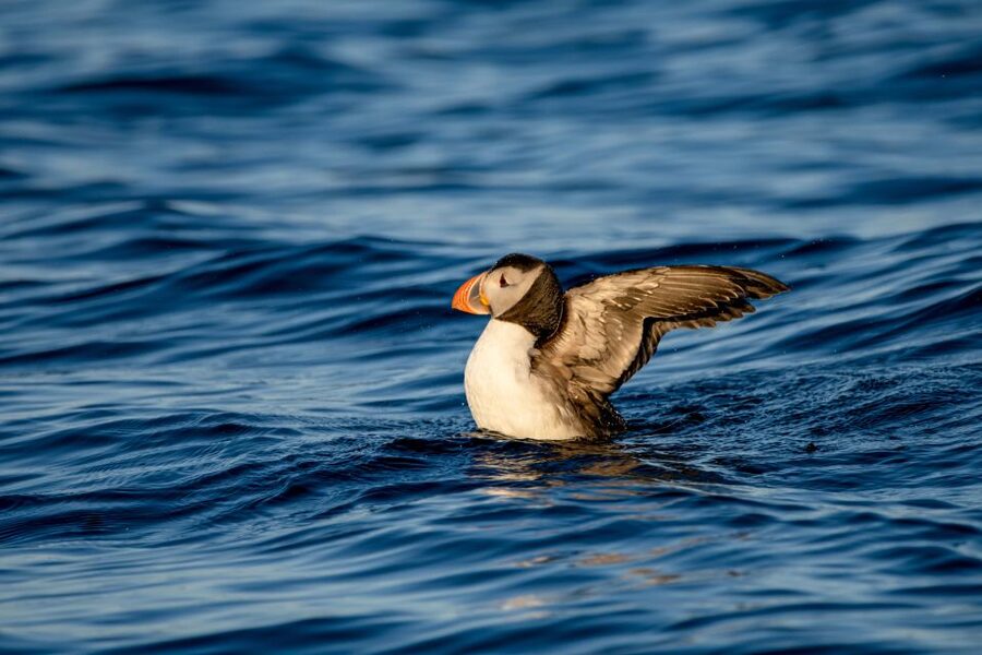 Bleik: Whale Watching by Speedboat with Puffins and Muffins - Who will enjoy this RIB safari most?