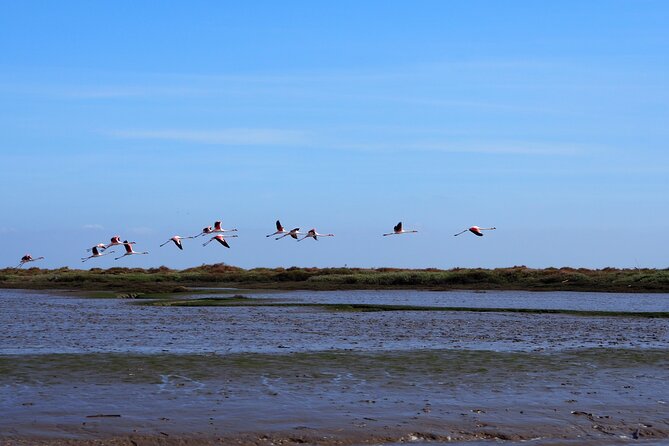Boat Tour - Bird Observation in the Tejo Nature Reserve - Key points to know before booking