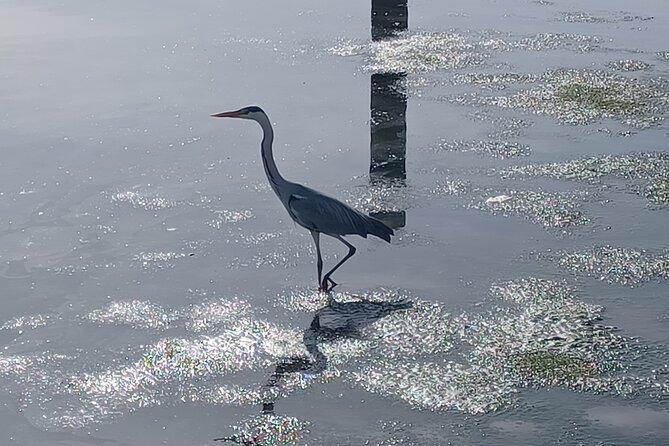 Boat Tour - Bird Observation in the Tejo Nature Reserve - A three-hour morning with Carlos Cera
