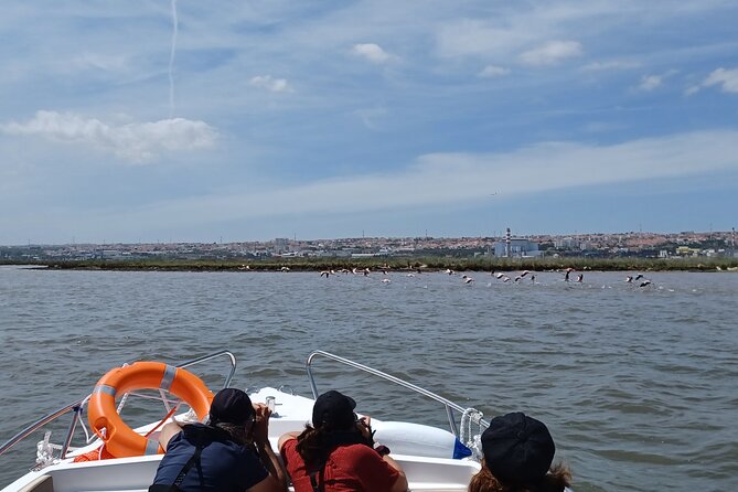 Boat Tour - Bird Observation in the Tejo Nature Reserve - The birds you might see