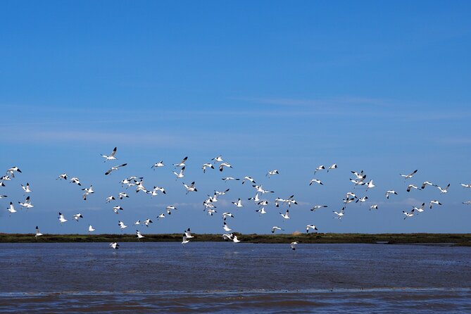 Boat Tour - Bird Observation in the Tejo Nature Reserve - What you can expect on the water
