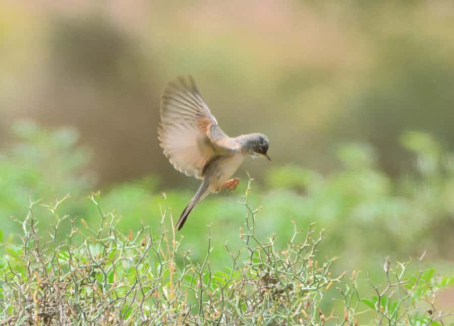 Boavista: Private Birdwatching Expedition in natural Habitat - Key points to know before you book