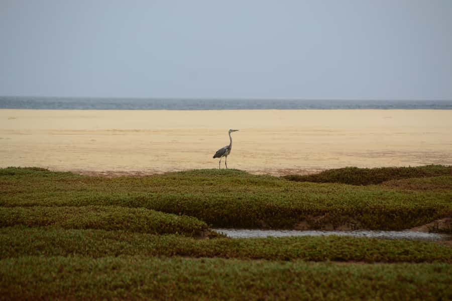 Boavista: Private Birdwatching Expedition in natural Habitat - Should you book this Boa Vista birding tour?